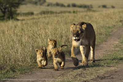 136-Lion and Cubs.jpg