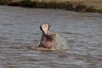 140-Hippo Yawn.jpg