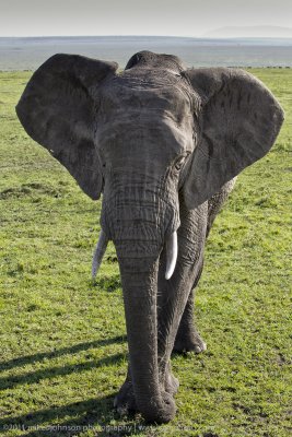 144-Elephant.jpg