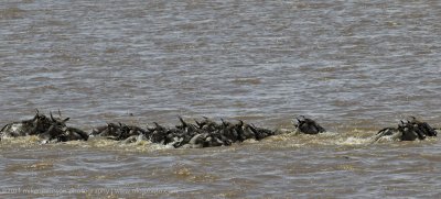 147-Wildebeest Crossing.jpg