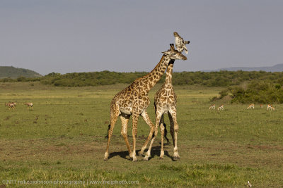 154-Giraffe Sparring.jpg