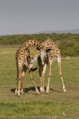 155-Giraffe Sparring.jpg
