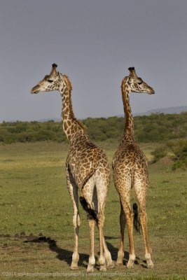 156-Giraffe Pair.jpg