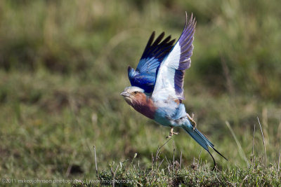 157-Lilac Breasted Roller Take Off.jpg