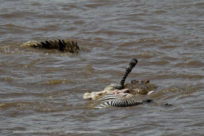 158-Croc with Zebra.jpg