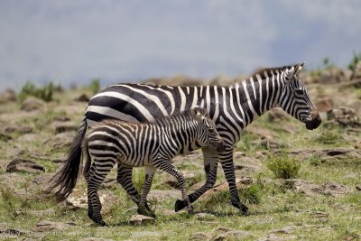 161-Zebra with Baby.jpg