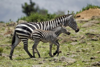 162-Zebra with Baby.jpg