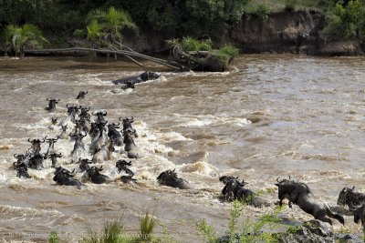 165-Wildebeest Crossing the Mara.jpg