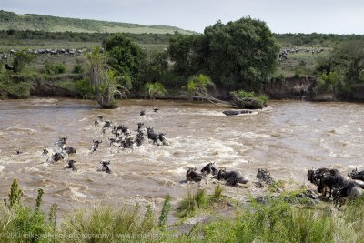 166-Wildebeest Crossing the Mara.jpg