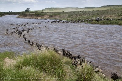 168-Wildebeest Crossing the Mara.jpg