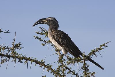 Hornbill