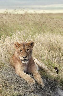 Lion resting - seems like they always are