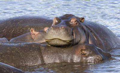 Comfortable Hippo