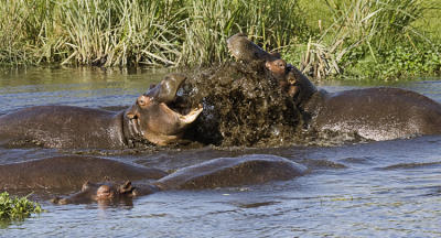 Hippo dispute