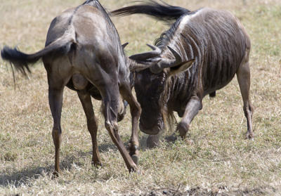 Wildebeest turf battle