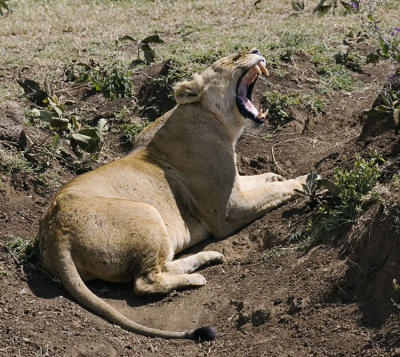 Lion big yawn