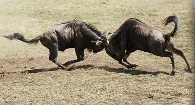 Wildebeest fight for grass