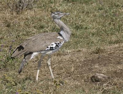 Kori Bustard