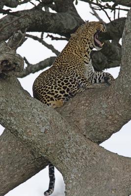Leopard yawn in tree