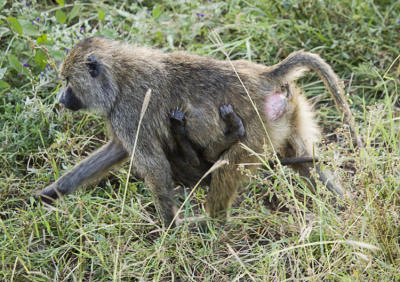 Baboon with baby