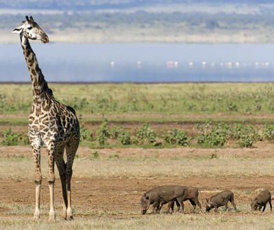 Giraffe thinks Wart Hogs are ugly too