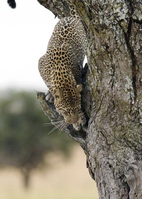 Leopard leaving tree