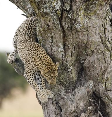 Leopard leaving tree