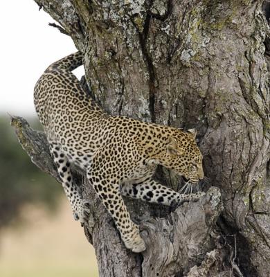 Leopard leaving tree