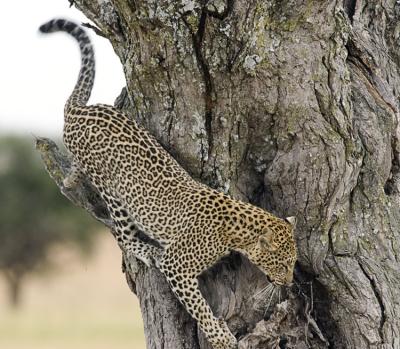 Leopard leaving tree