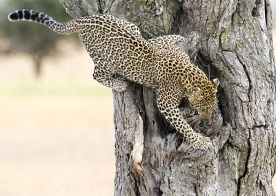 Leopard leaving tree