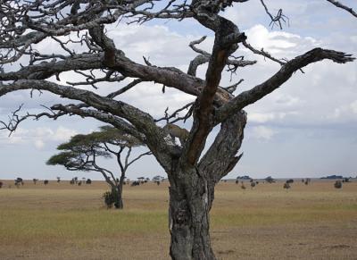 Leopard leaving tree