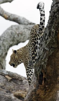 Leopard leaving tree