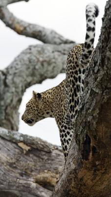 Leopard leaving tree