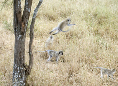 Jumping monkeys