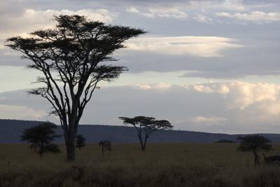 Serengeti at day's end