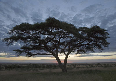 Acacia tree at dawn from camp