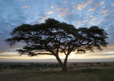 Acacia tree at dawn