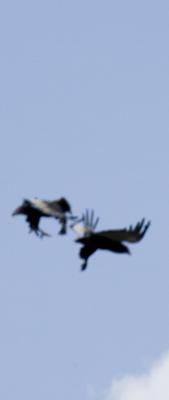Eagles fighting