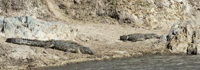 Crocodiles at the Hippo pool