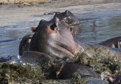Hippo scuffle