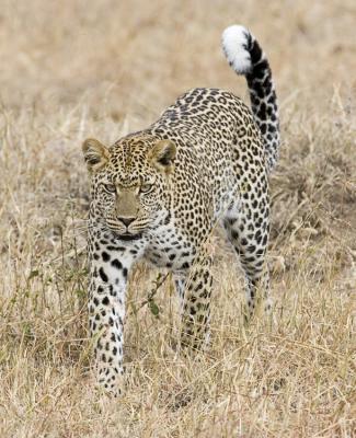 Leopard on the prowl
