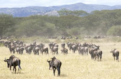 Wildebeest migration