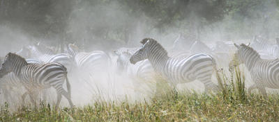 Zebra migration