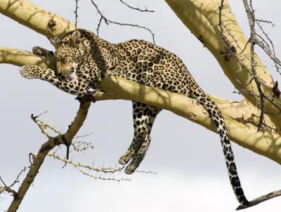 Leopard in tree preening