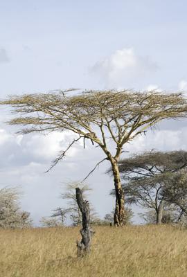 Leopard in tree