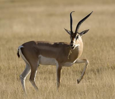 Grant's Gazelle