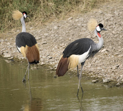 Crowned Cranes