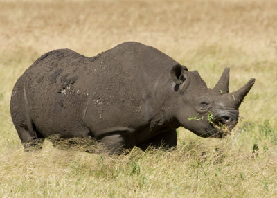 Black Rhino eating