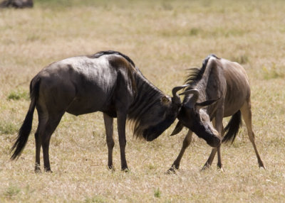 Wildebeest battle