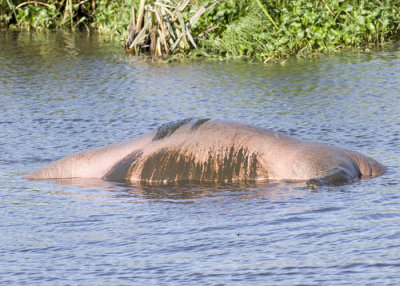 Hippo belly